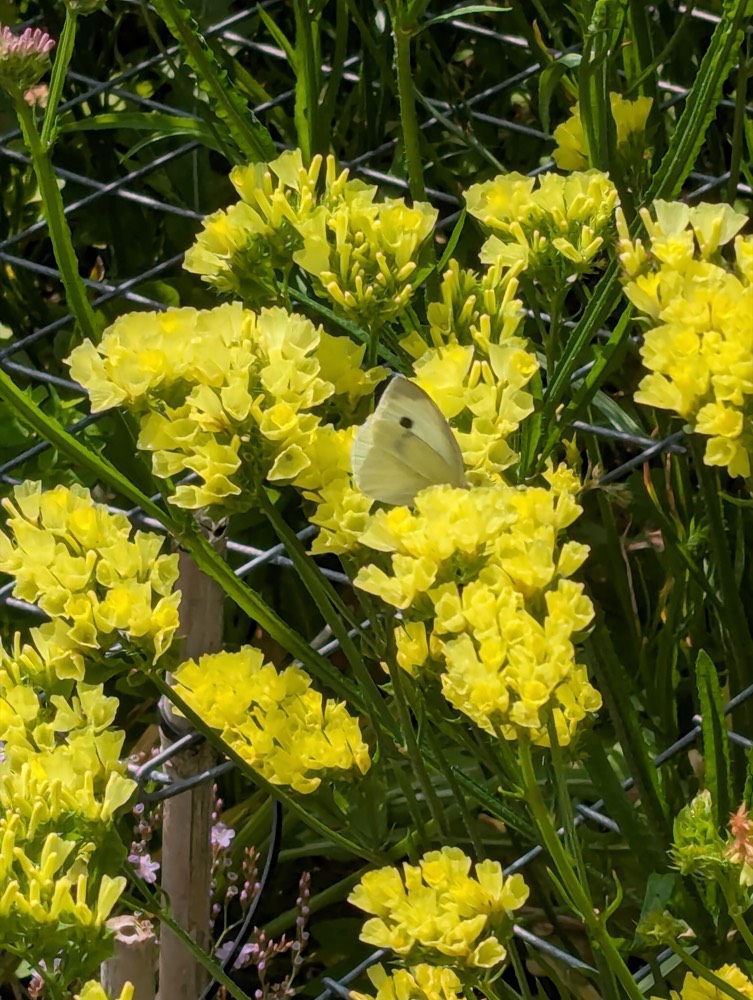 A butterfly resting on yellow blooms