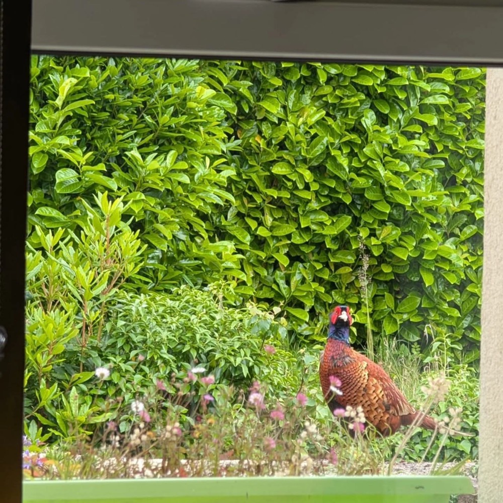 A pheasant visiting the garden