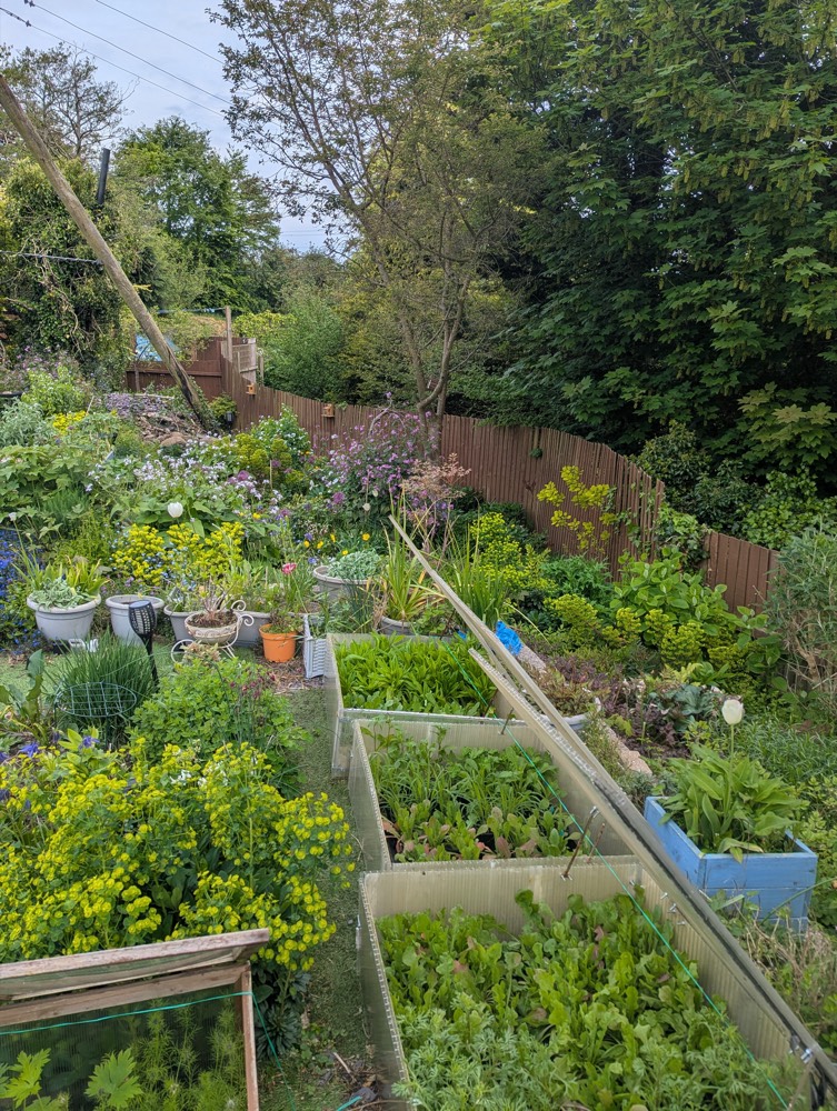 Raised beds full of growing flowers