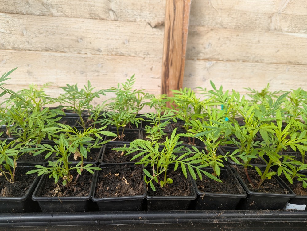 Trays of young seedlings grown from seed