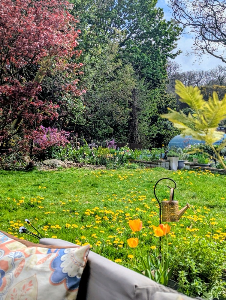 Spring blossom and tulips in the garden