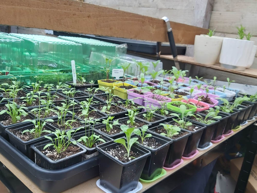 Seedlings growing